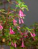 <em>Fuchsia microphylla</em>